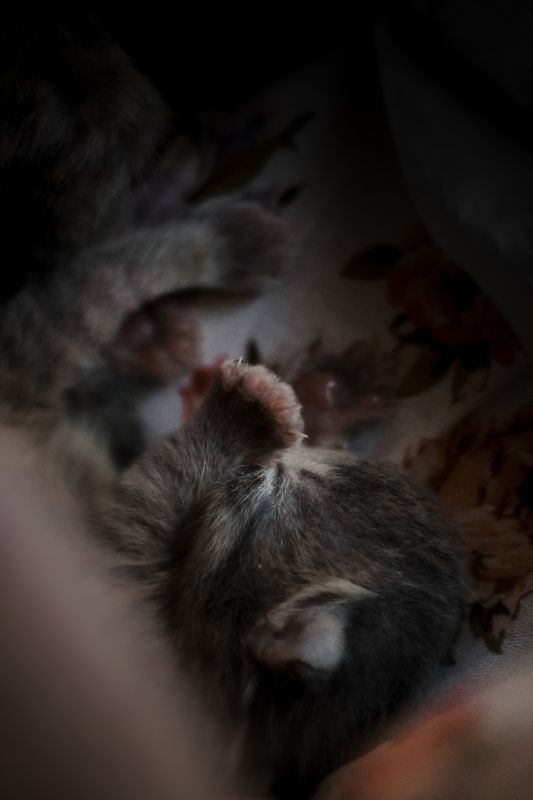 Новая жизнь фото превью