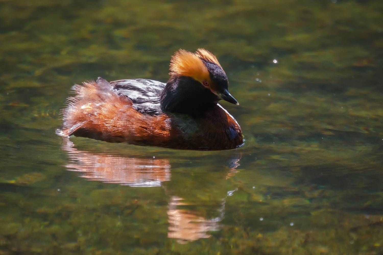 природа России, птицы России, красношейная поганка, бердвотчинг, Кормашова Татьяна
