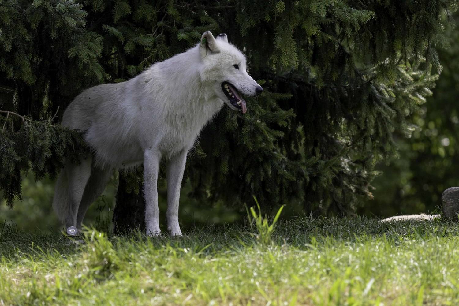 Animal, wolf, arctic wolf, Ali Pashang
