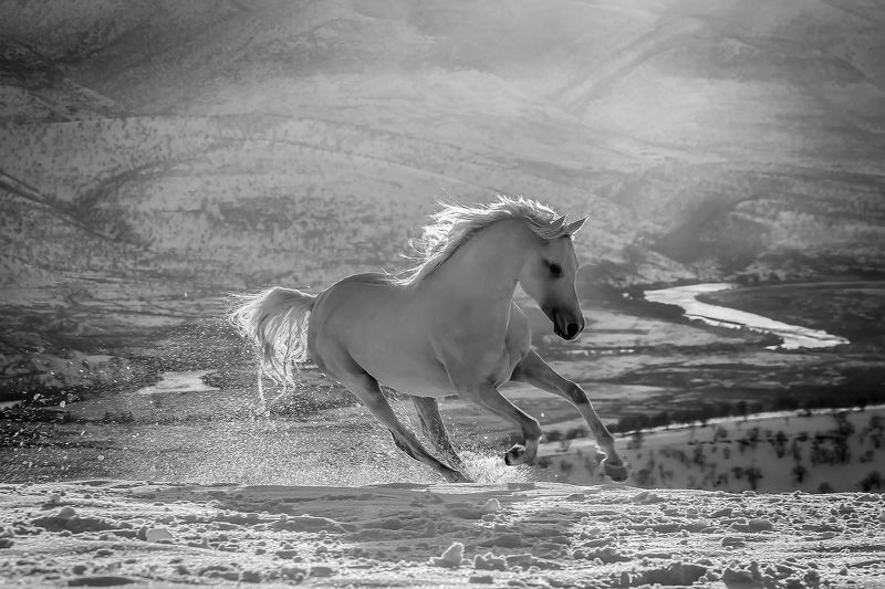 Horse. Mammal, Wildlife, Barzan, Kurdistan, Winter, Snow, bnw, Mustang фото превью