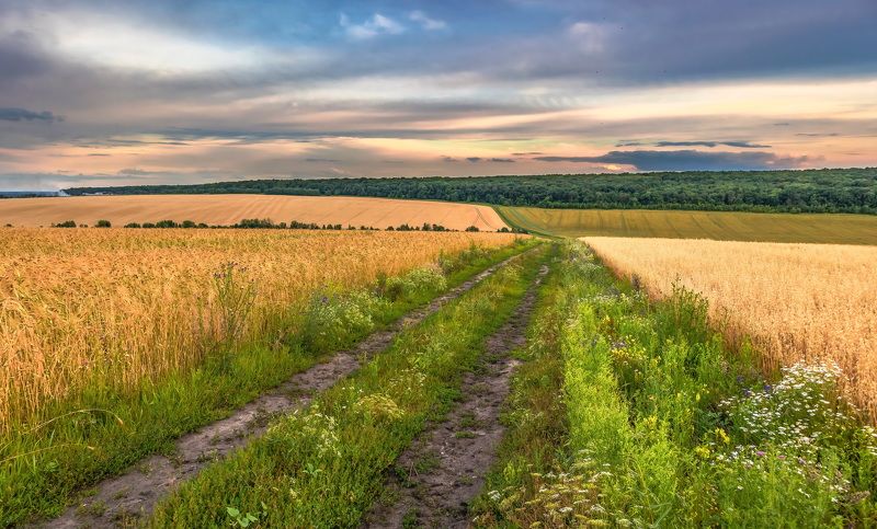 Дорога в летний вечер. фото превью