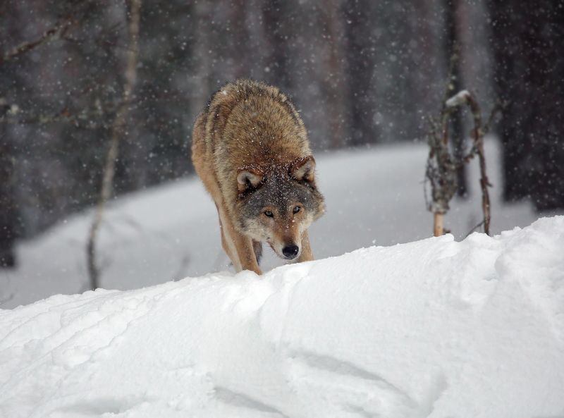 волк животные экосистема леса фотоохота серый обыкновенный евразийский европейский Зимняя фото превью