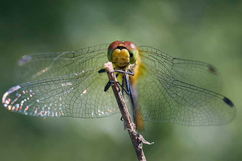 стрекоза насекомое Стрекоза фото превью