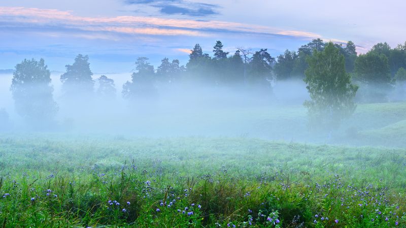 Про туман, что в роще заблудился. фото превью