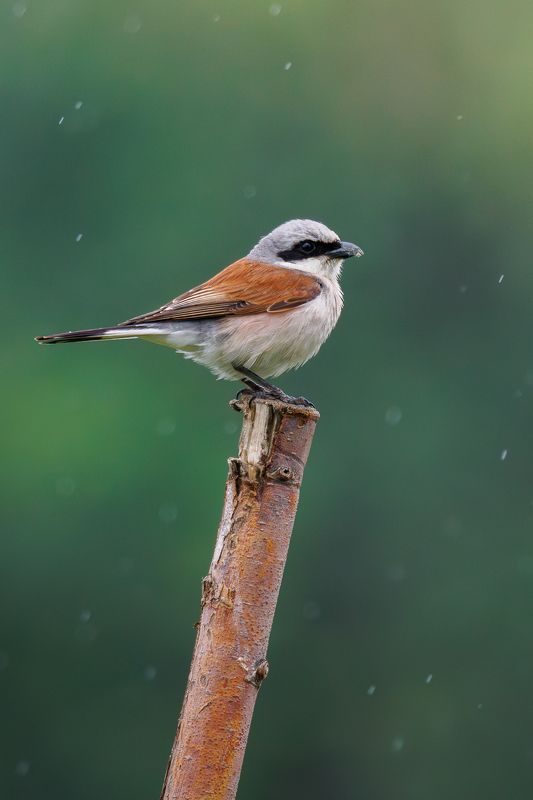 Жулан под дождем фото превью