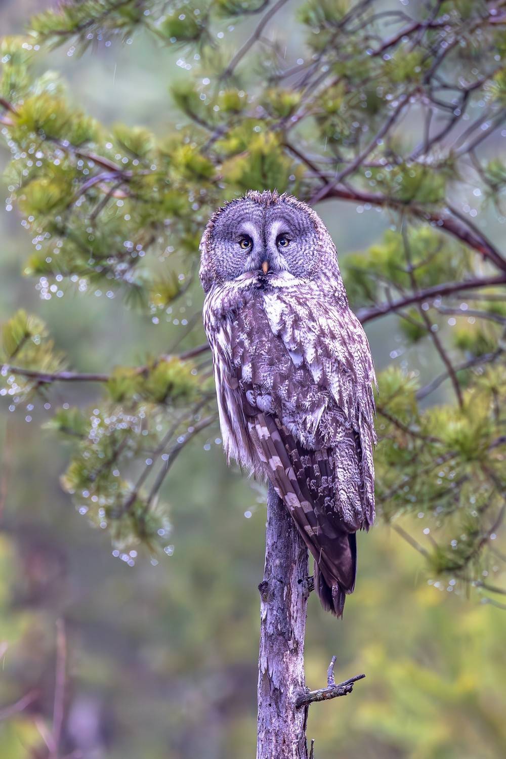 , Алешка Татьяна