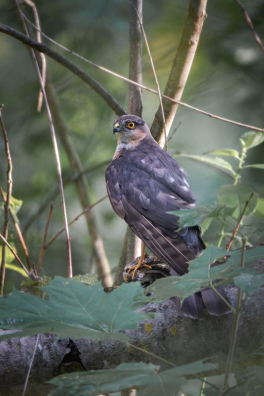 Ястреб перепелятник с добычей. фото превью