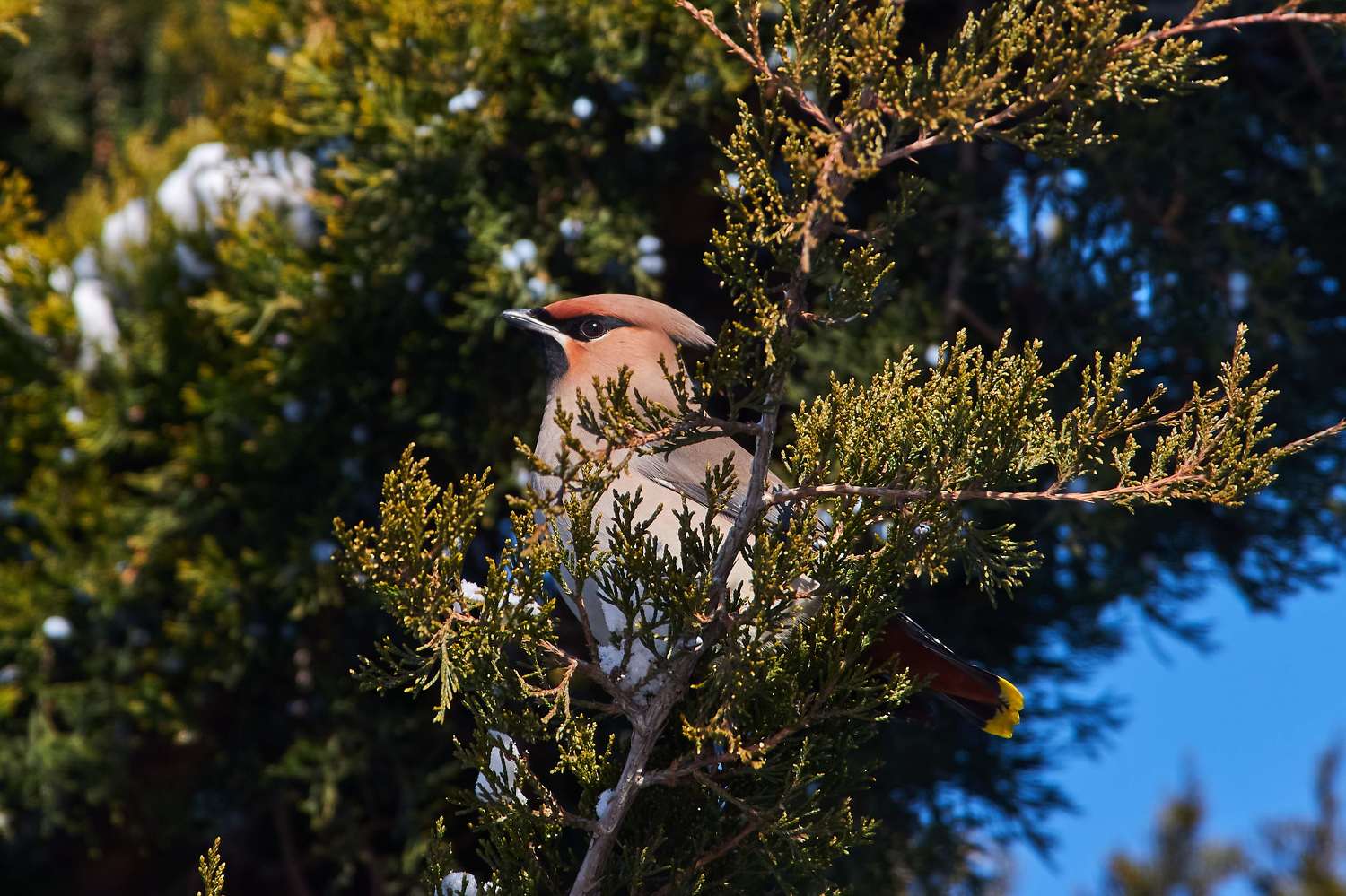 bird, birds, birdswatching, russia, wildlife, , Павел Сторчилов