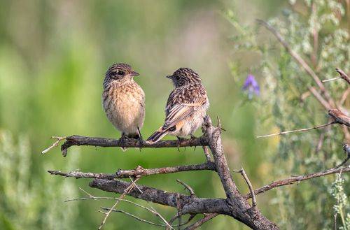 Малыши ждут маму, папу..