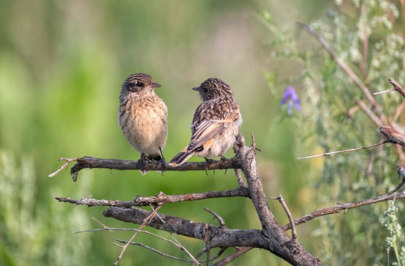 птицы, чекан, слёток, Малыши ждут маму, папу.. фото превью
