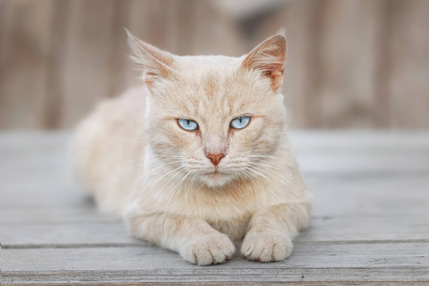 nature, cat, grass, animal, portrait, green, young, feline, cute, pet, Корнеев Алексей
