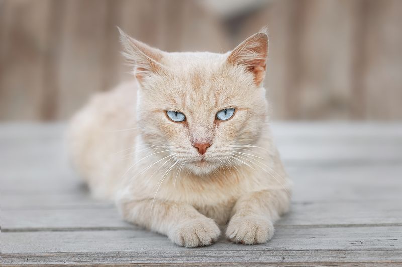 Кот на лавке фото превью