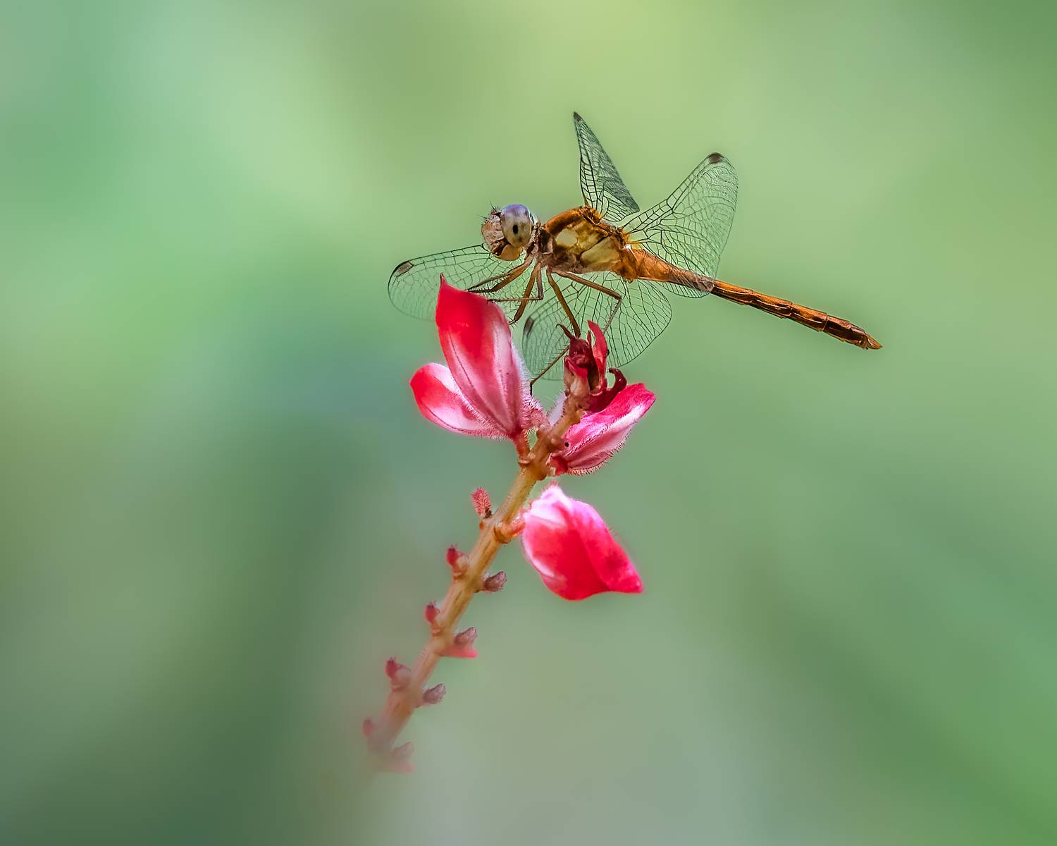 damselfly, dragonfly, insect, grass, sunset, dusk, evening, bug, macro, blade, grassland,, Atul Saluja