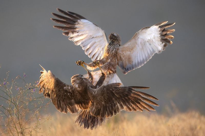 Болотные луни фото превью
