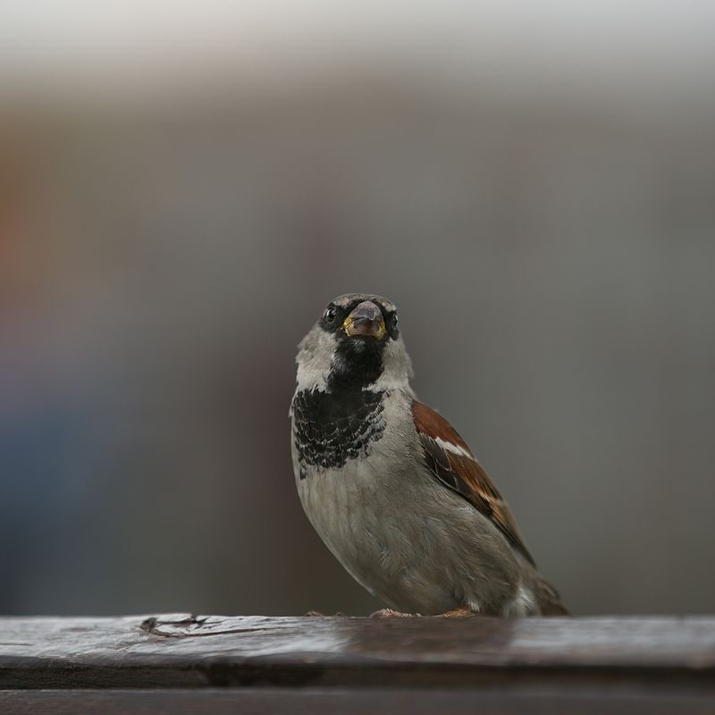 птицы, в, городе  фото превью