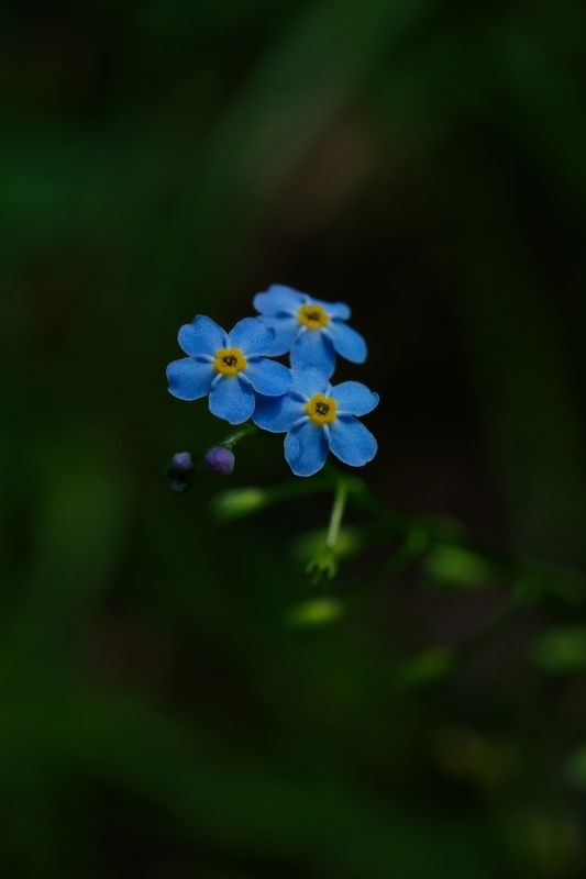 Незабудка фото превью