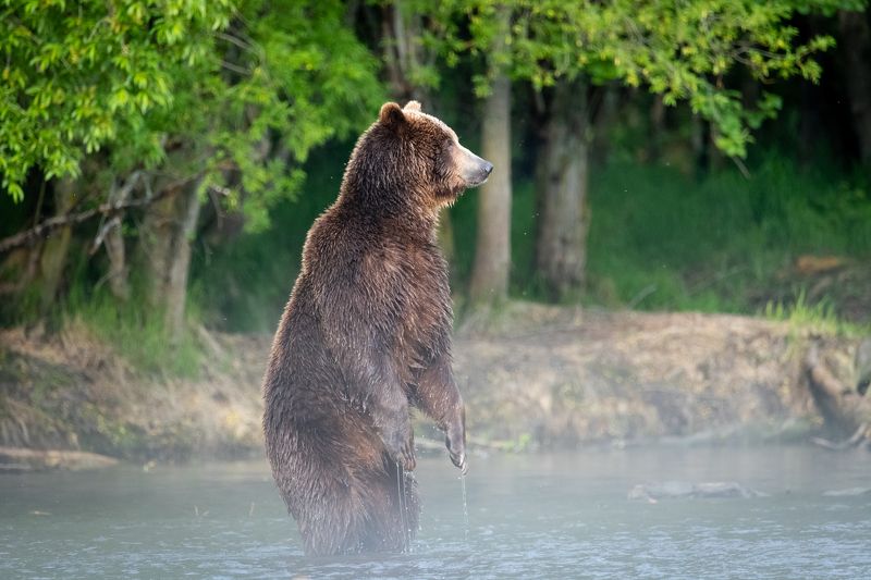 медведь, Камчатка, озеро, туман Там, за туманами...... фото превью