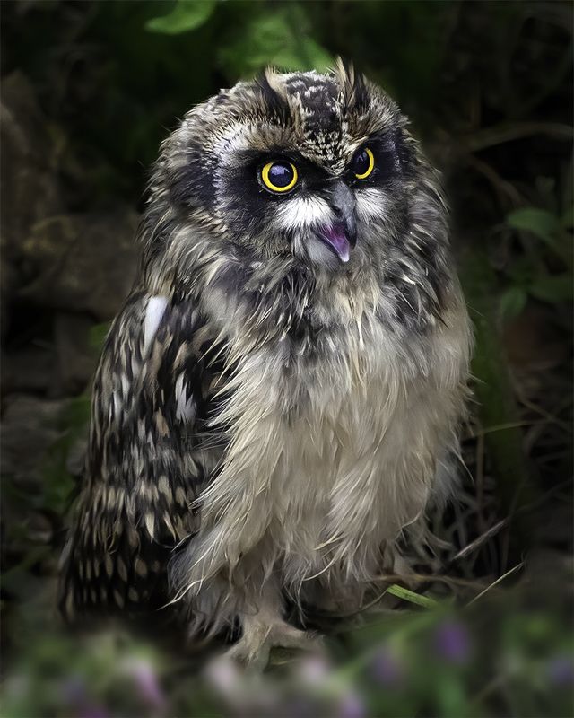 птенец, сова Птенец сердится фото превью