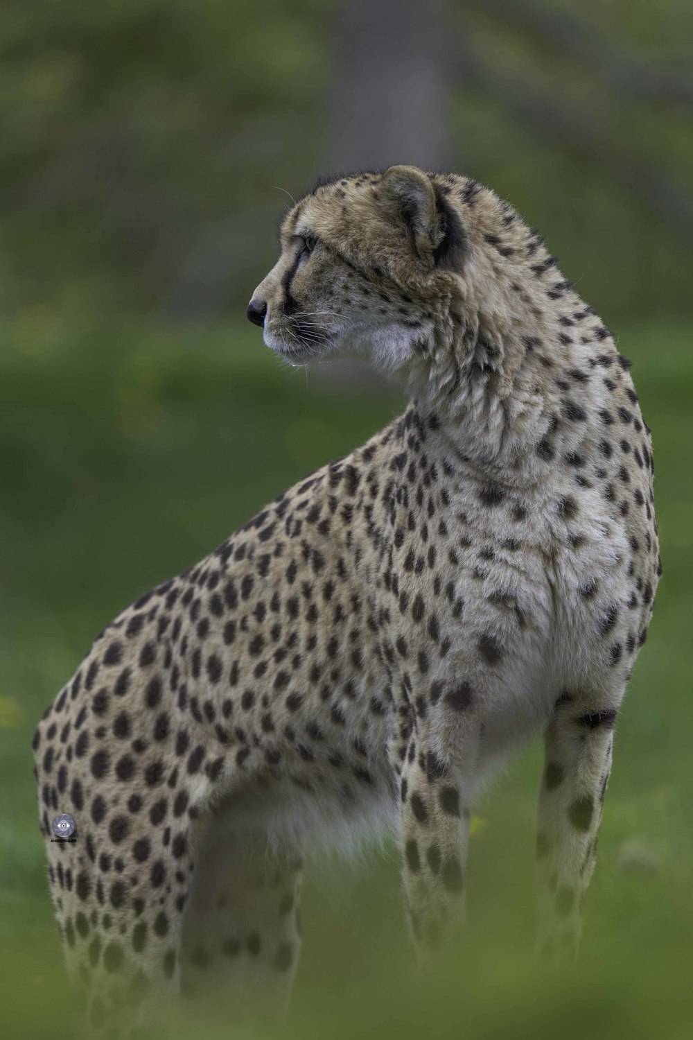 mammals-cheetah -cat- big cat , Ali Pashang
