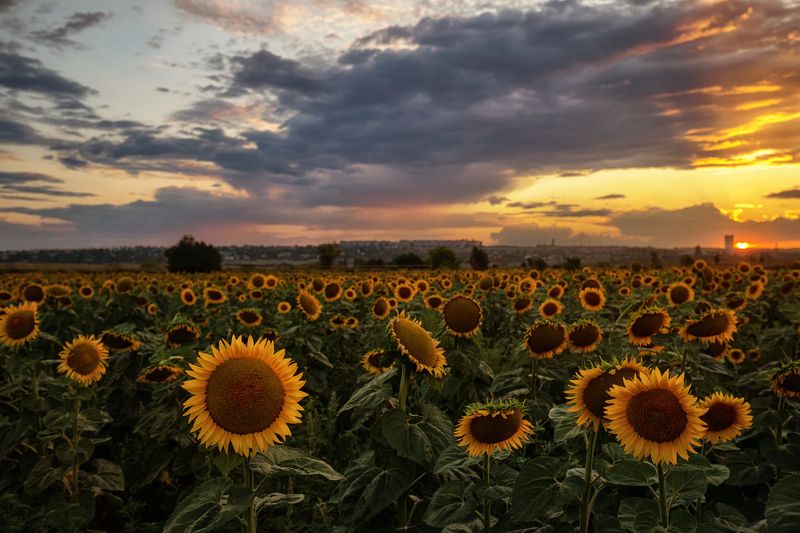 Подсолнухи фото превью