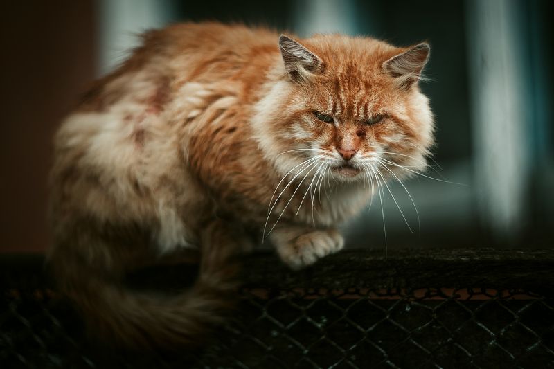 кот кошка гелиос40 Гроза района фото превью