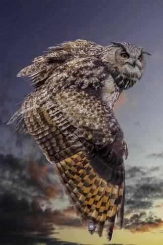 Eurasian eagle owl