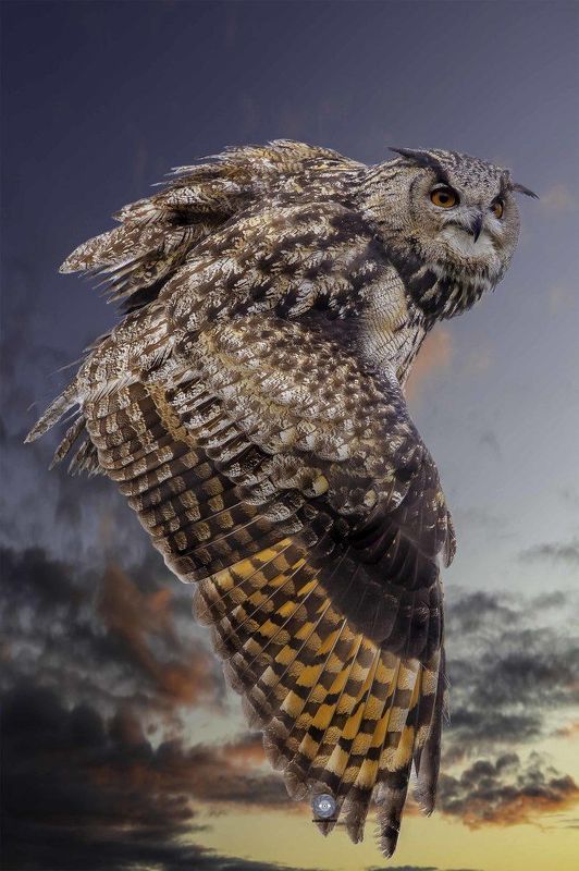 Eurasian eagle owl фото превью