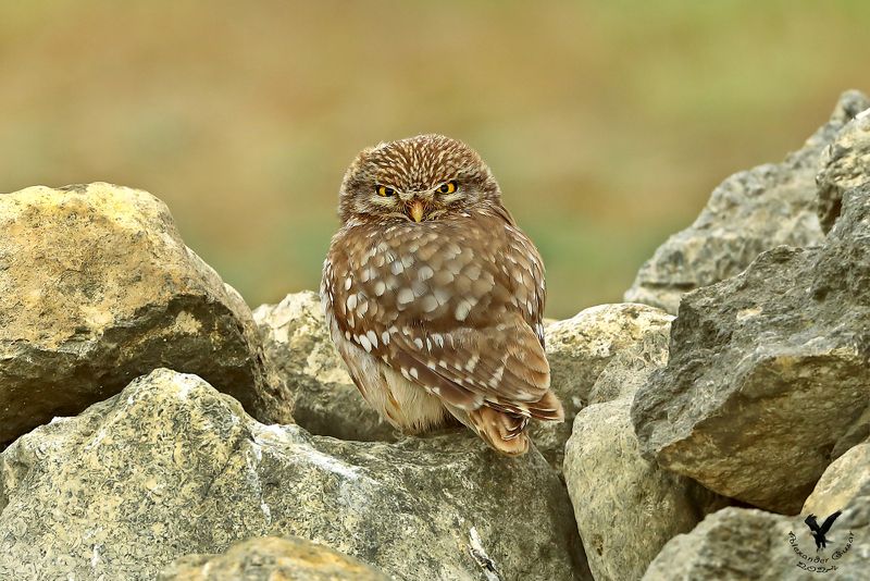 домовой сыч Грозный малый. фото превью