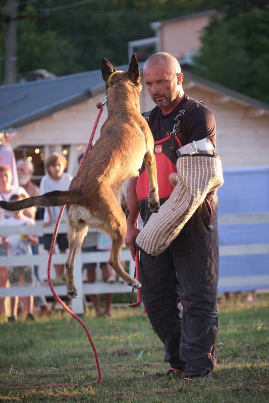 животные, собака, фото животных, фотограф-анималист, анималист Глаза в глаза фото превью