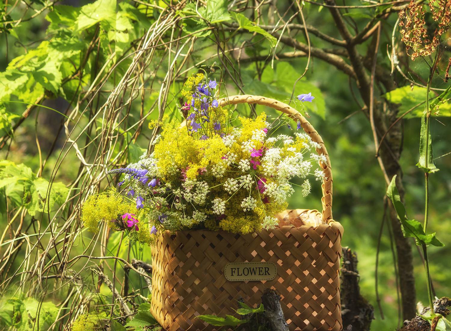 натюрморт, цветы, полевые, лето, лес, Приходько Ирина
