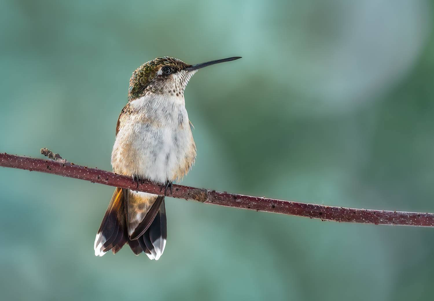 bird, humming, hummingbird, hummingbirds, hummer, rufous, nature, animals, wild, action, dynamic, Atul Saluja