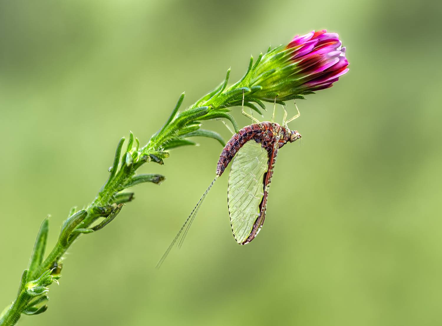 mayfly, fly, sunset, dusk, dawn, sunrise, insect, bug, macro,, Atul Saluja