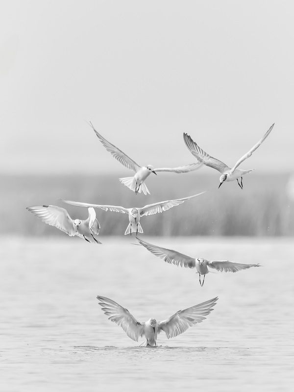 Symphony of wings фото превью