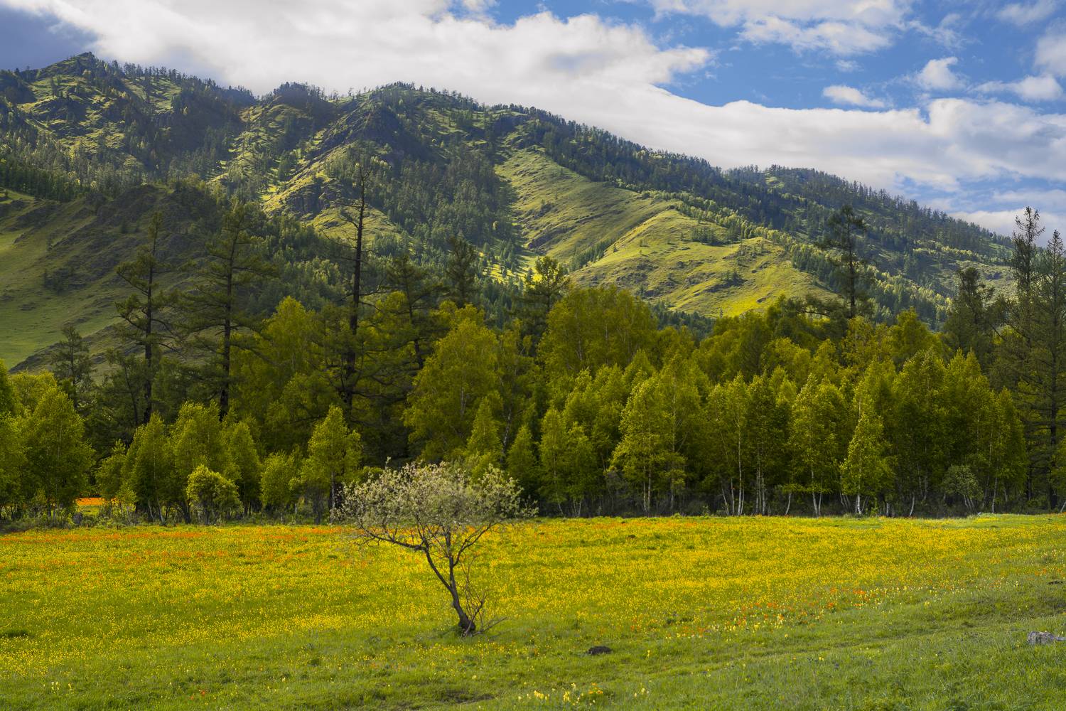россия, горный алтай, конец мая, Андрей Поляков