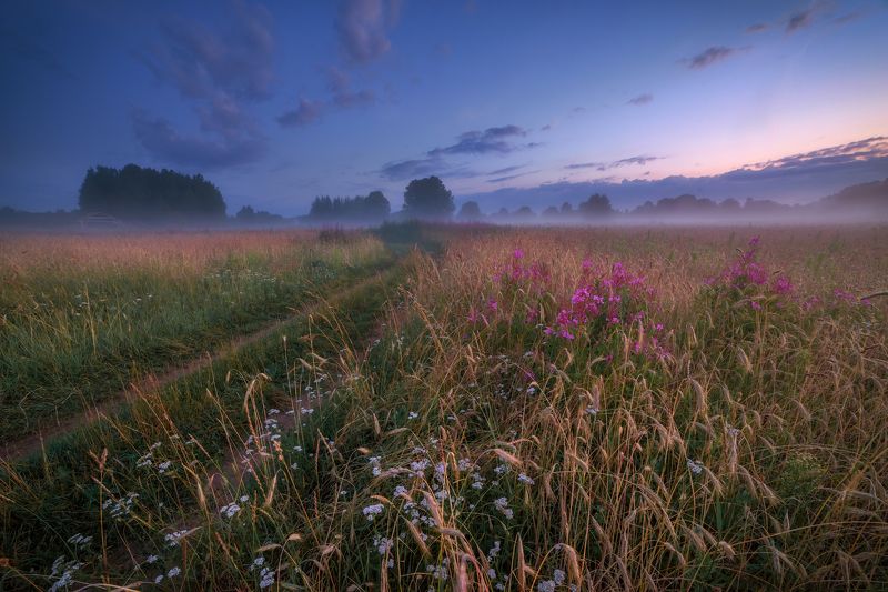 про розовые сумерки, иван-чай и туман фото превью