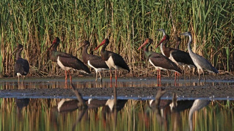 чёрный аист, аист, ciconia nigra, black stork, stork Делегация фото превью