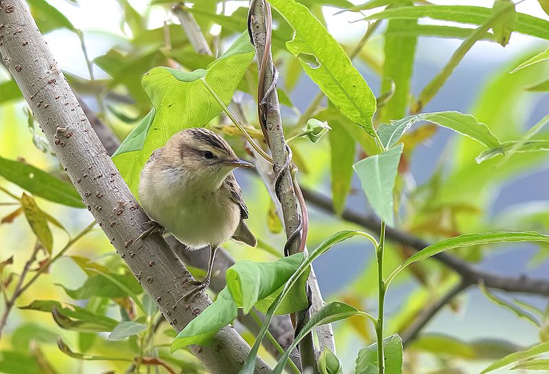 птицы, камышовка, берег озера Камышовка барсучок фото превью