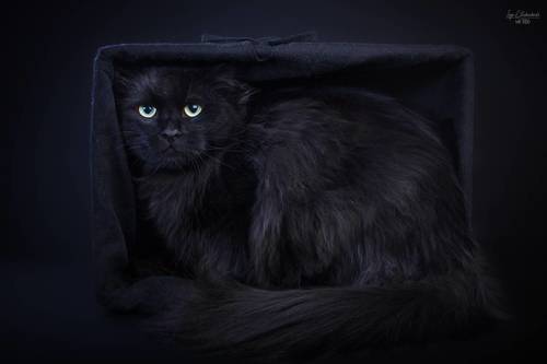 Simuran Onix, siberian cat