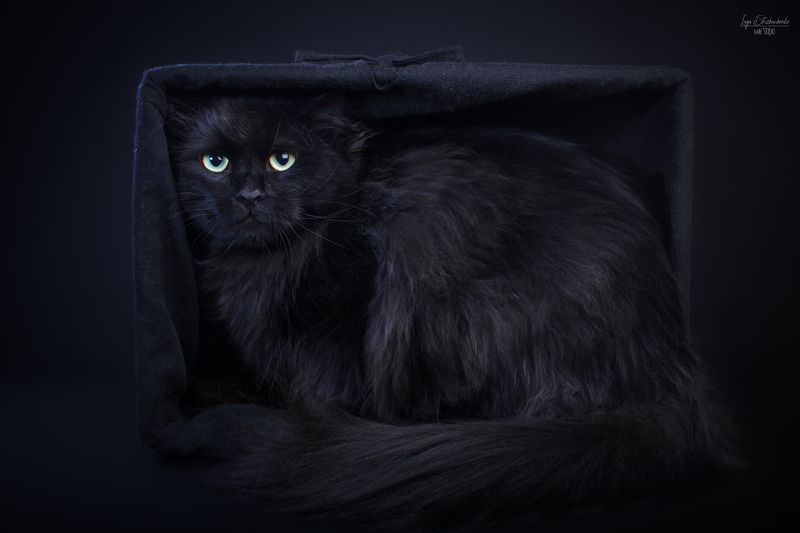 Simuran Onix, siberian cat фото превью