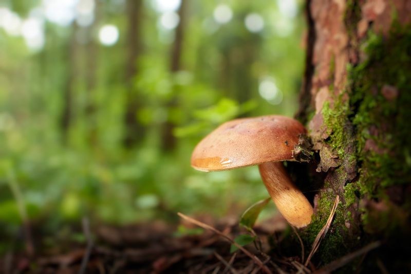 Гриб фото превью