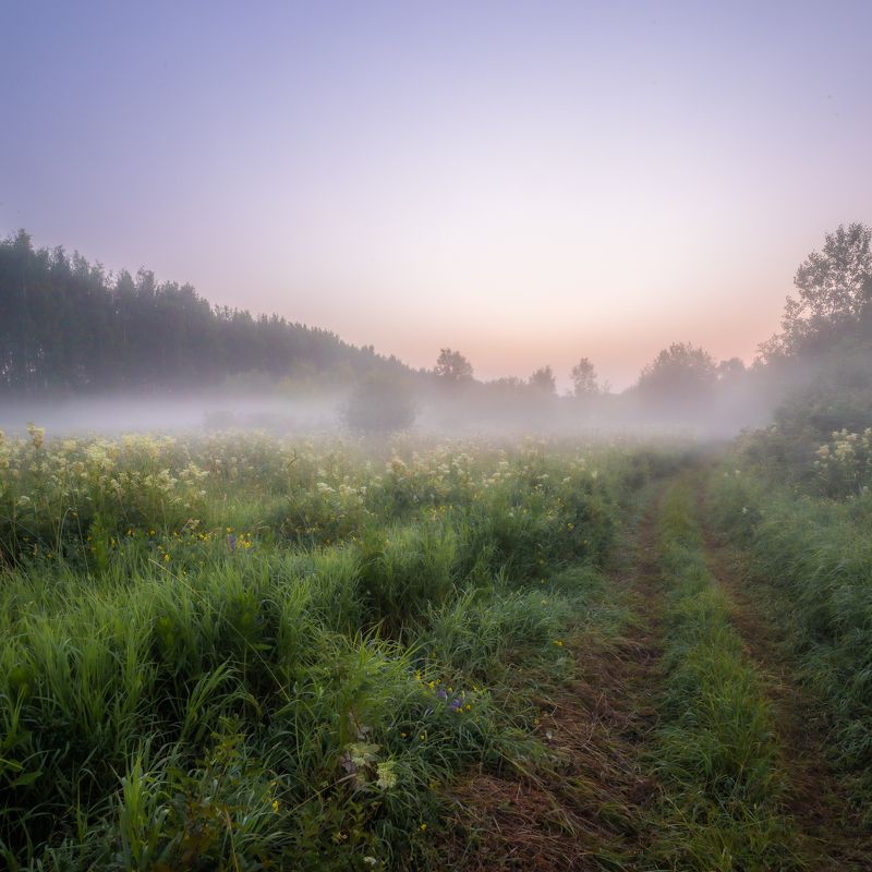 туман, утро, рассвет, восход, небо, солнце, тепло, лето, июль, рано, ночь, поле, дорога, трава, цветы, ярко Июльское утро фото превью