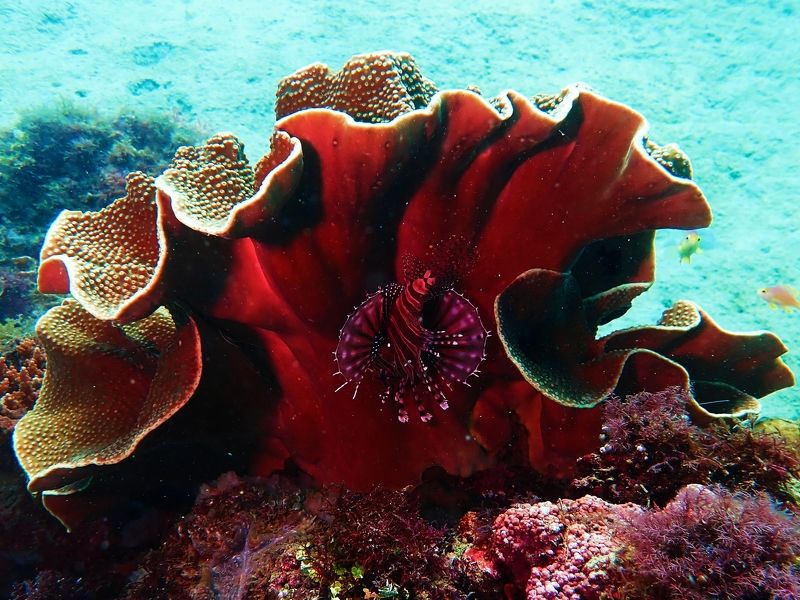 фото превью