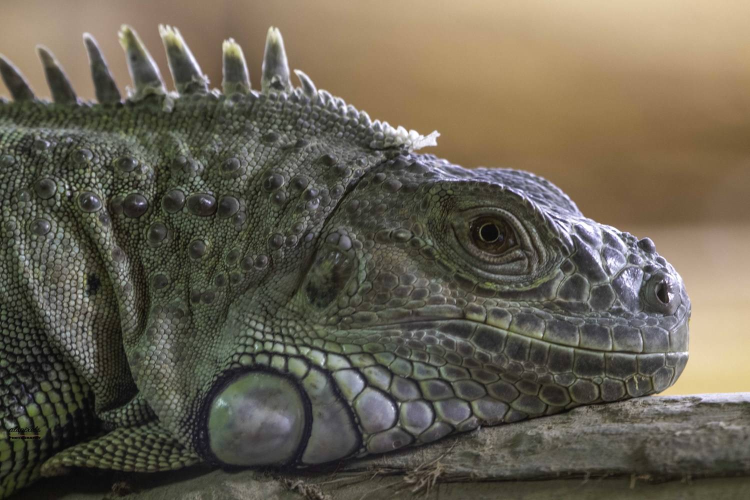 Iguana- Green iguana-Lizard-reptiles, Ali Pashang