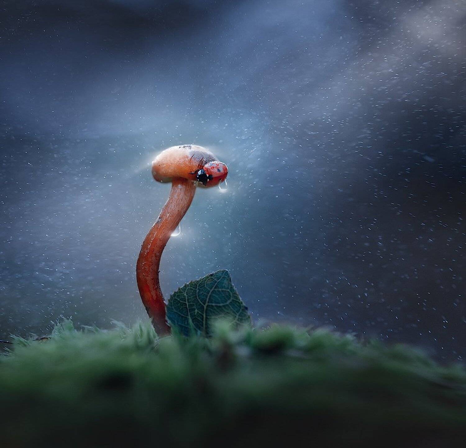 коростышев, макро, макро истории, макро мир, макро-красота, украина, Александр Чорный