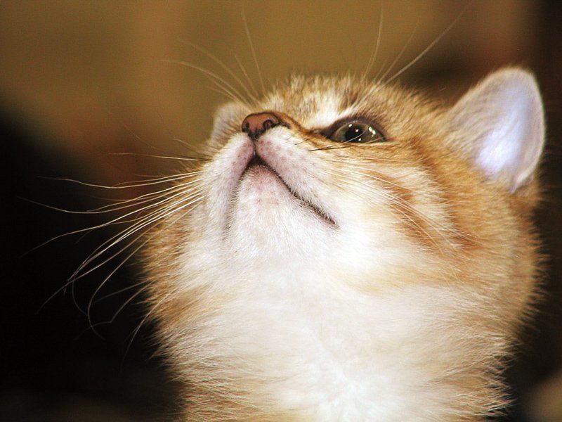 котенок А что там, наверху? фото превью