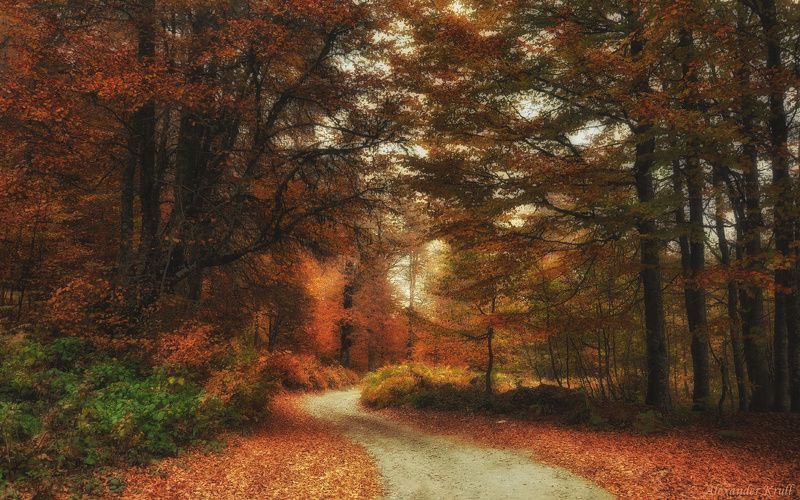 Дорога, Осень Осенними дорожками... фото превью