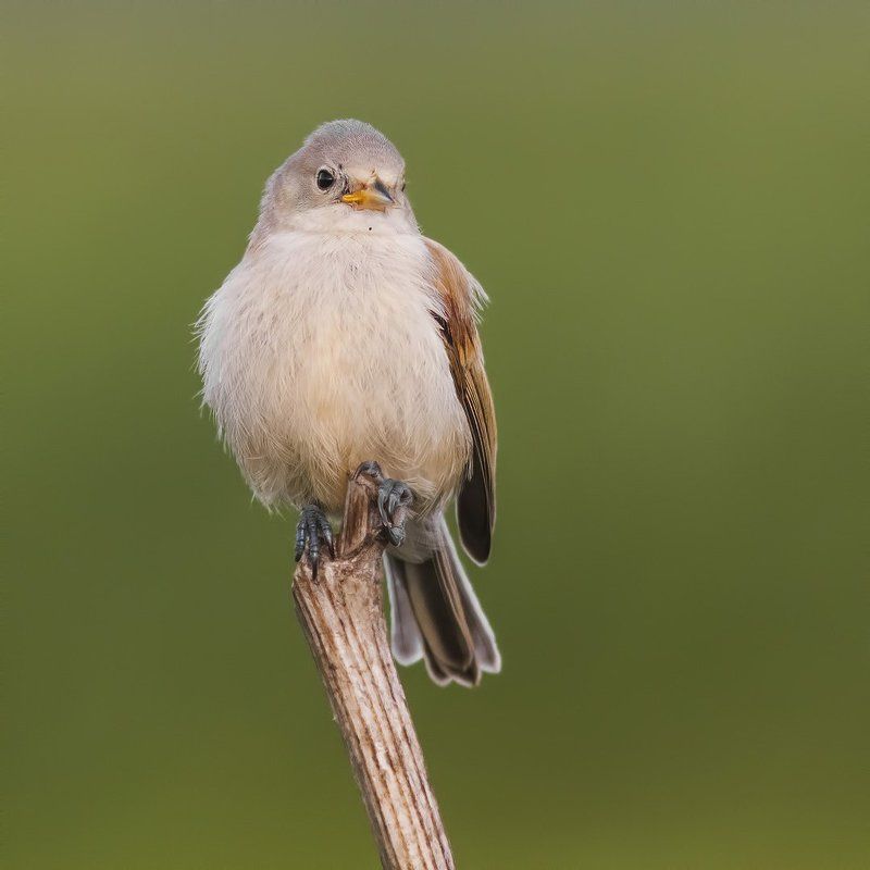 птенец ремеза, синица-ремез Почти орёл! фото превью