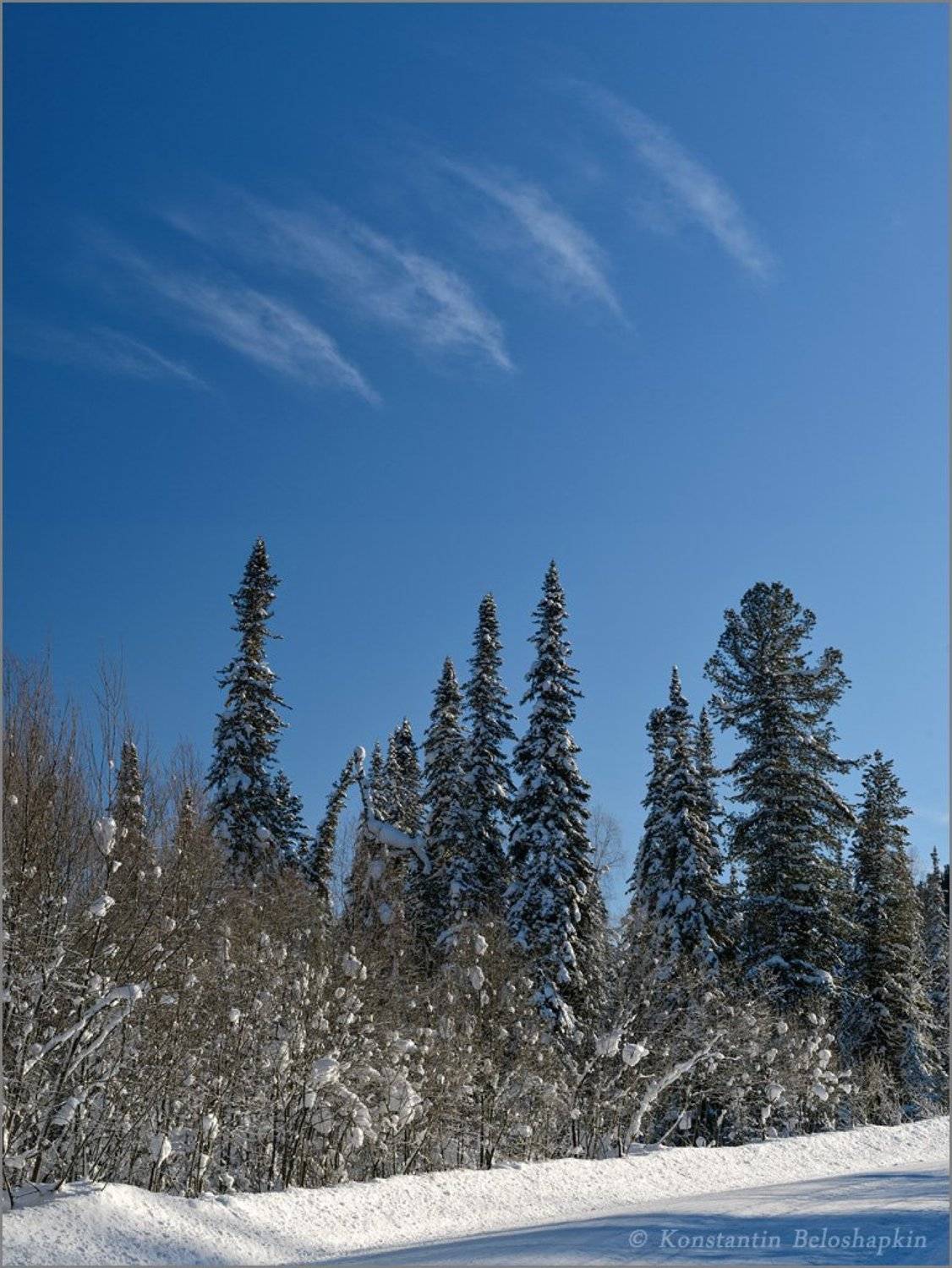 алтай, ёлки, зима, небо, облака, Константин Белошапкин