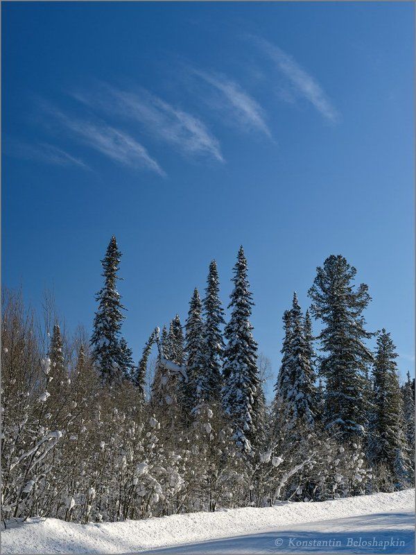 алтай, ёлки, зима, небо, облака Ритмы земные и небесные фото превью