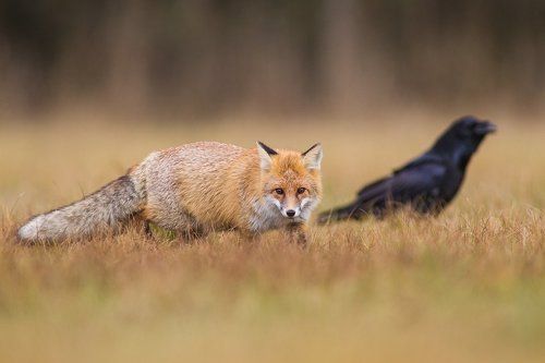 Fox and raven